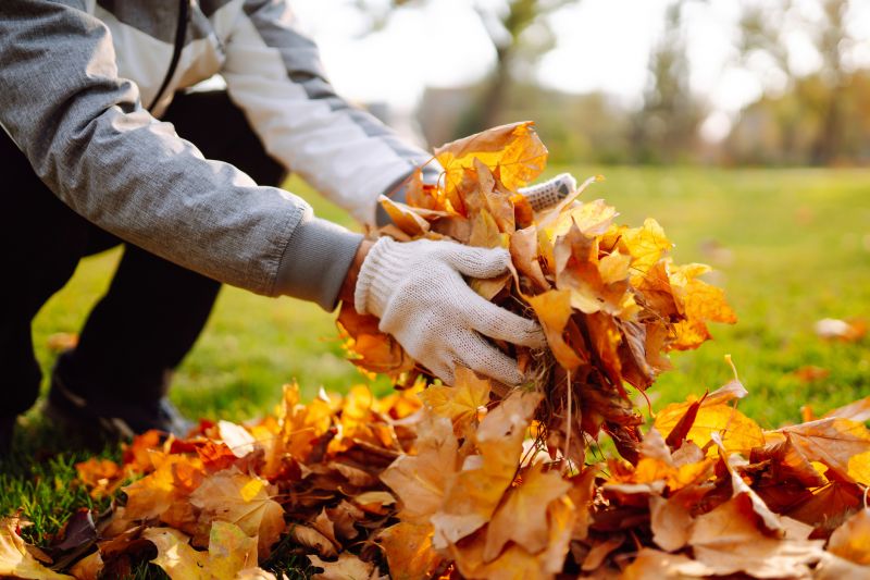Fall Leaf Removal Process