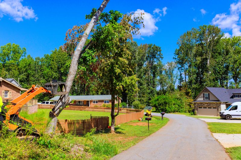 Uprooted Tree in Urban Area