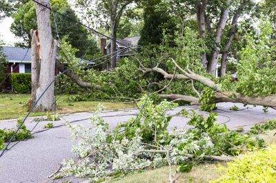 Fallen Tree Blocking Driveway