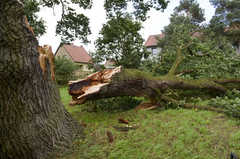 Uprooted Tree in Yard