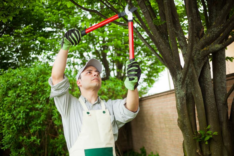 Tree Pruning Close-up