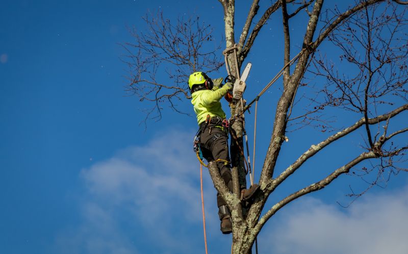 Removing Hazardous Branches