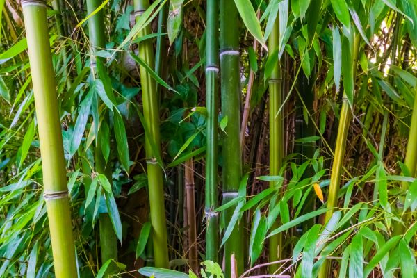 Bamboo Trimming in Franklin