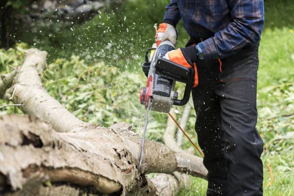 Branch Removal Service in Franklin