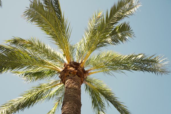 Palm Tree Pruning in Franklin
