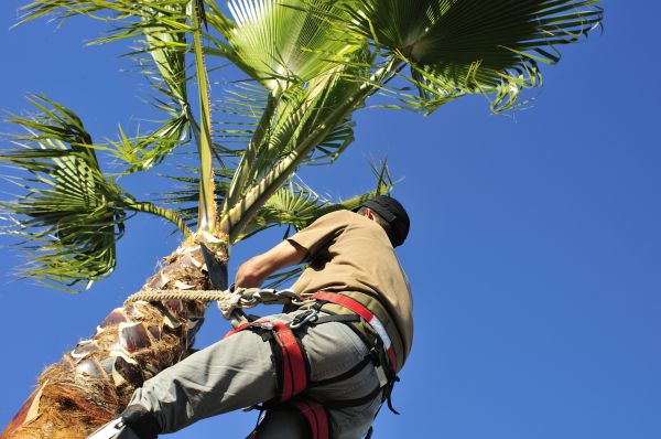 Palm Tree Trimming in Franklin