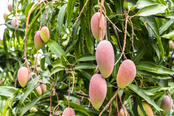 Mango Tree Trimming in Franklin