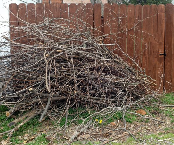 Dead Branch Removal in Franklin