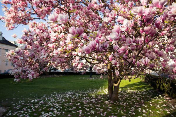 Ornamental Tree Pruning in Franklin