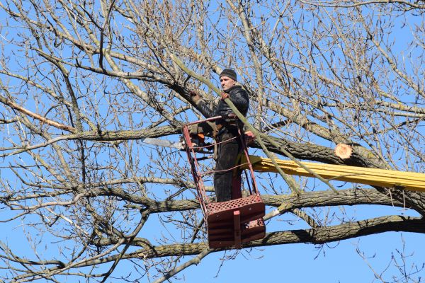 Emergency Tree Trimming in Franklin