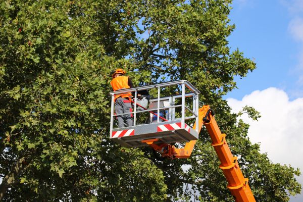 Commercial Tree Service in Franklin