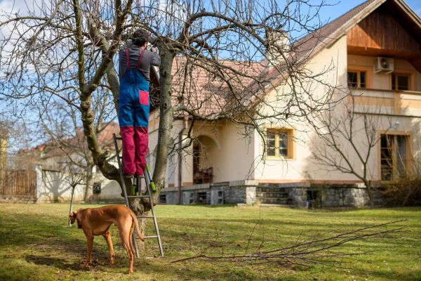 Residential Tree Trimming in Franklin