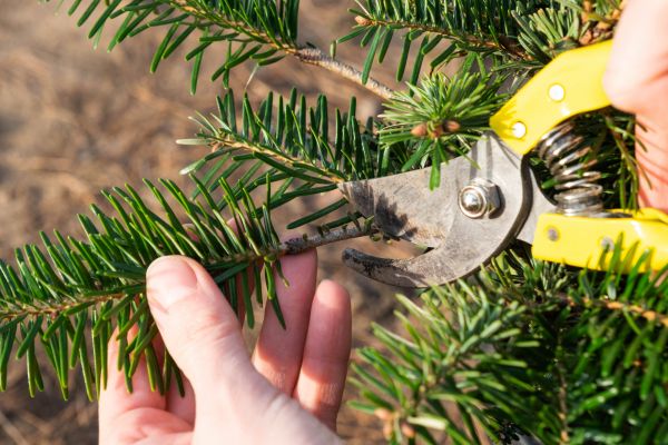 Pine Tree Pruning in Franklin