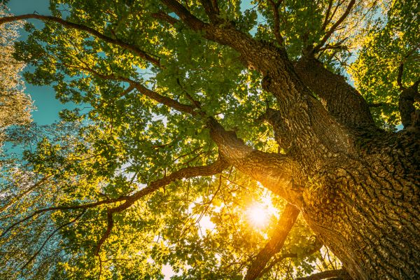 Oak Tree Pruning in Franklin