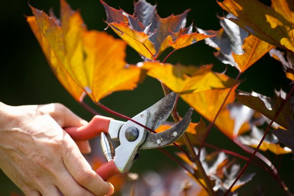 Maple Tree Pruning in Franklin
