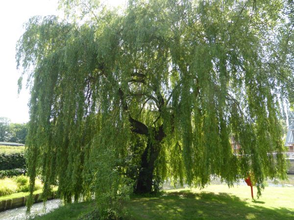 Willow Tree Trimming in Franklin