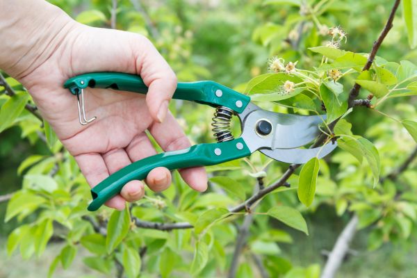 Pear Tree Pruning in Franklin