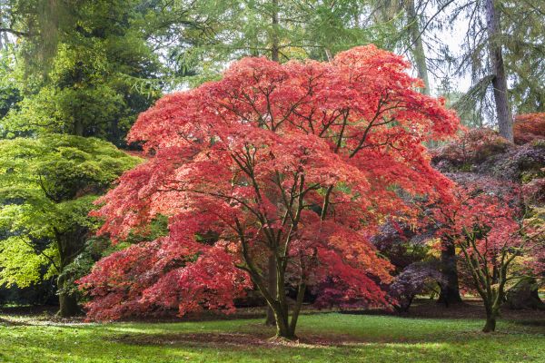 Japanese Maple Pruning in Franklin