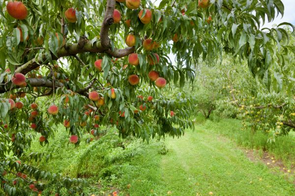 Peach Tree Pruning in Franklin