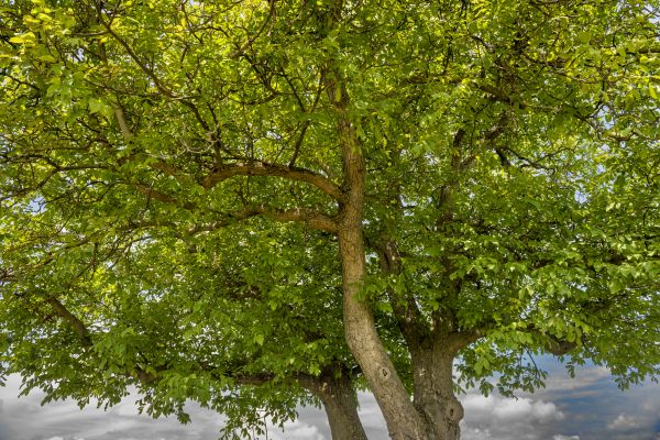 Walnut Tree Trimming in Franklin