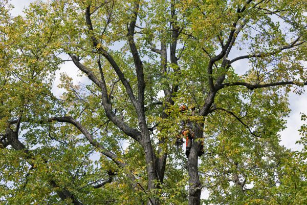Tree Crown Shaping in Franklin
