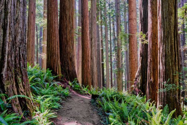 Redwood Tree Trimming in Franklin