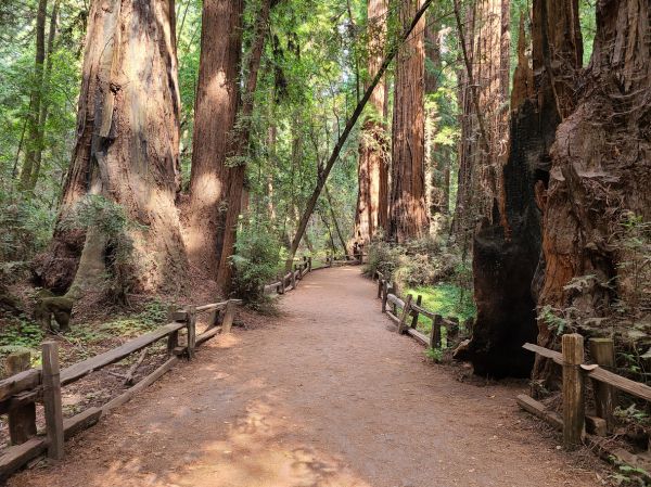 Redwood Tree Pruning in Franklin
