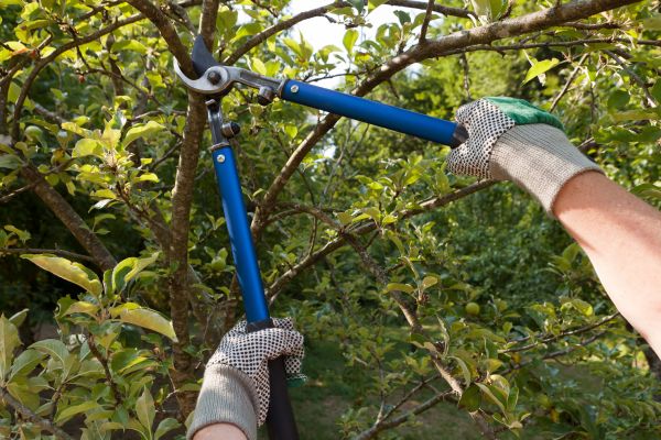 Residential Tree Pruning in Franklin