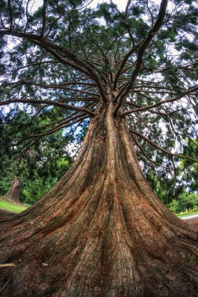 Cedar Tree Pruning in Franklin