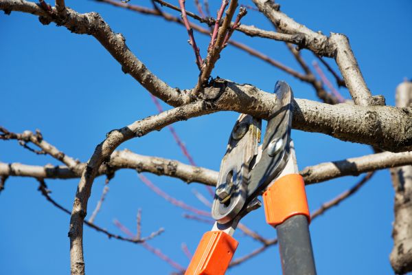 Peach Tree Trimming in Franklin