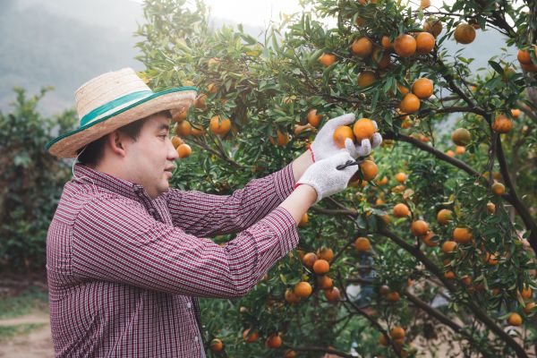 Orange Tree Pruning in Franklin