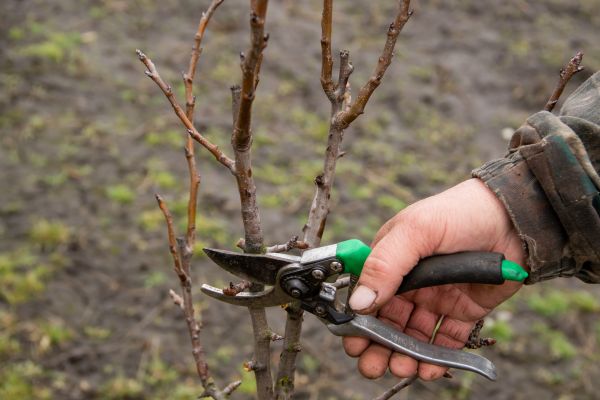Pear Trees Pruning in Franklin