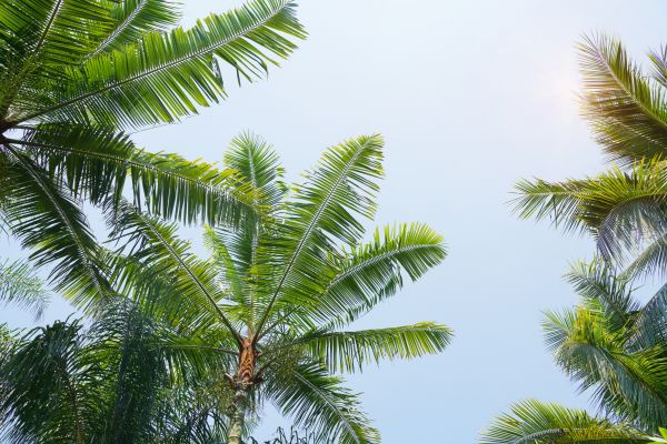 Queen Palm Tree Trimming in Franklin