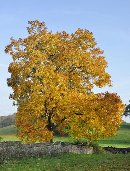 Hickory Tree Trimming in Franklin