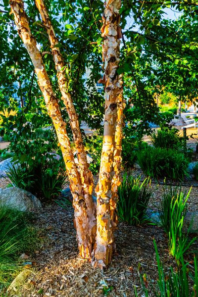River Birch Trimming in Franklin