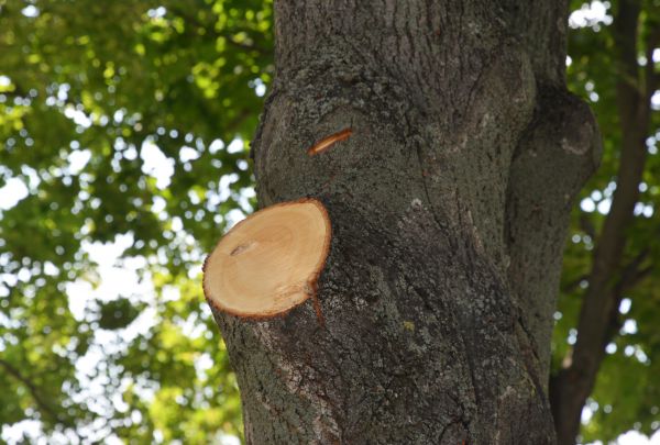 Limb Cutting in Franklin