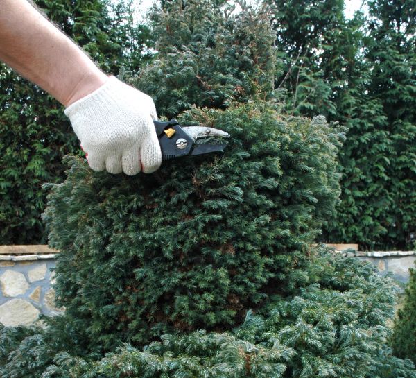 Ornamental Tree Trimming in Franklin