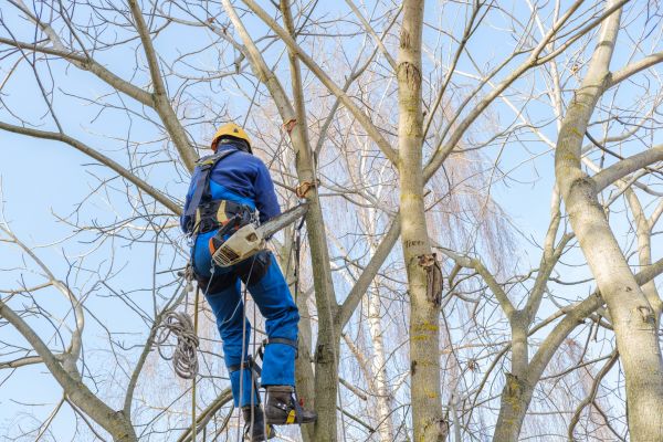 Large Tree Trimming in Franklin