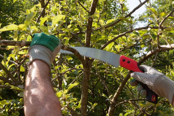 Apple Tree Trimming in Franklin